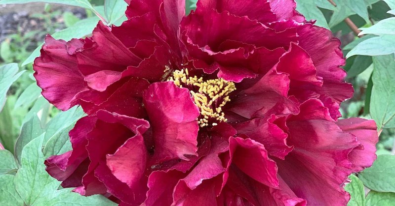 当事者意識に資格はいらないのではないかな 仁平 幸春 Note