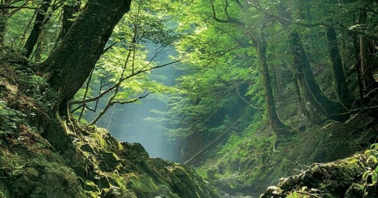 【くさることは悪いコト?】自然の摂理【防腐剤】|Beauty from the earth / 【DIYコスメ】