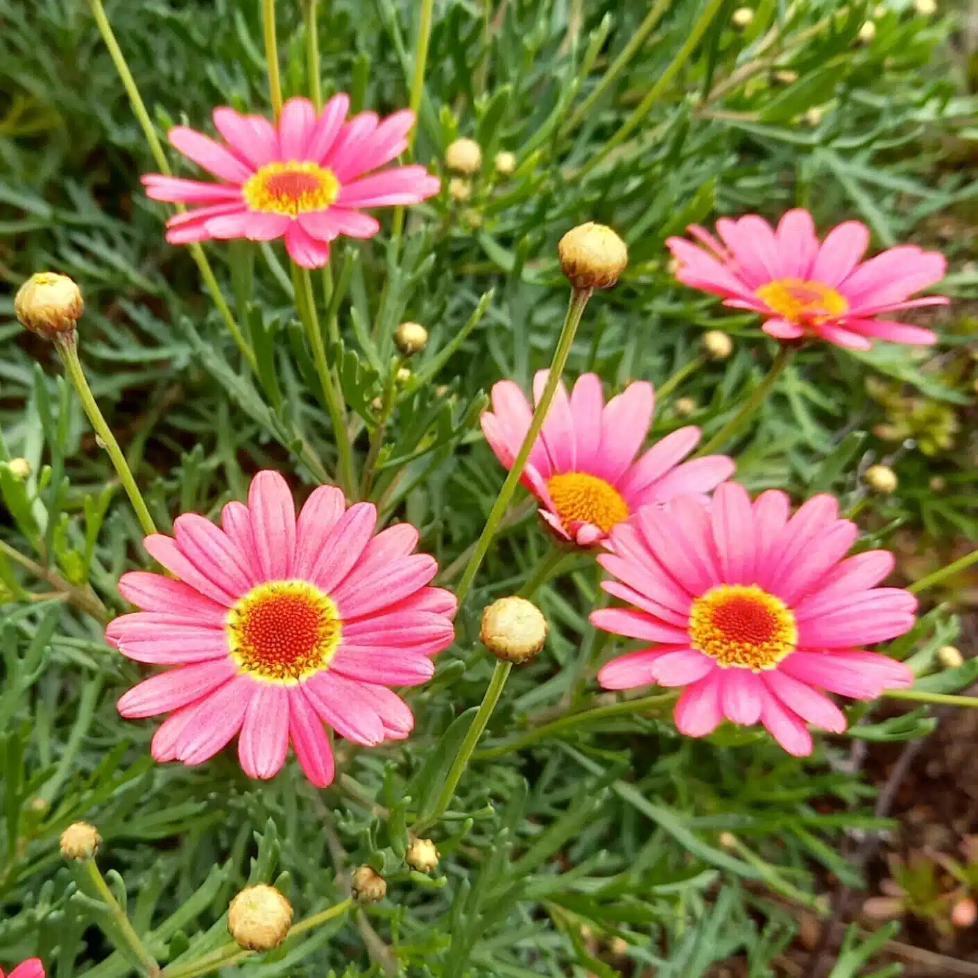 月子