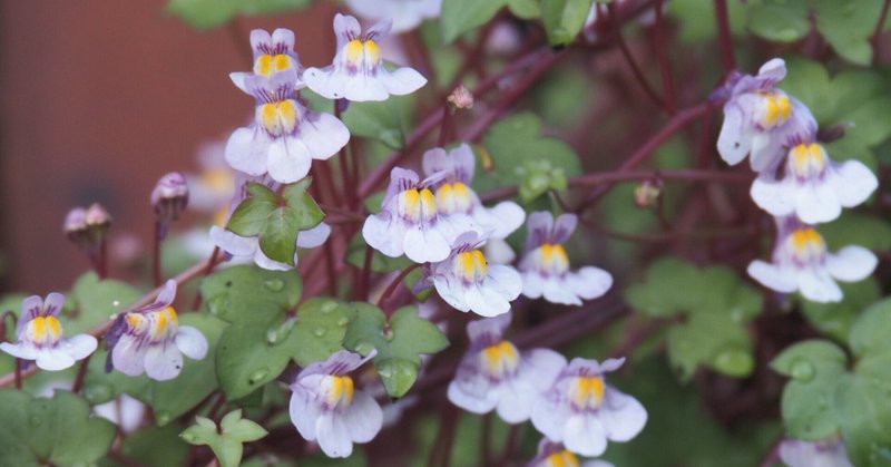 花図鑑 ツタバウンラン コマツナギ Note