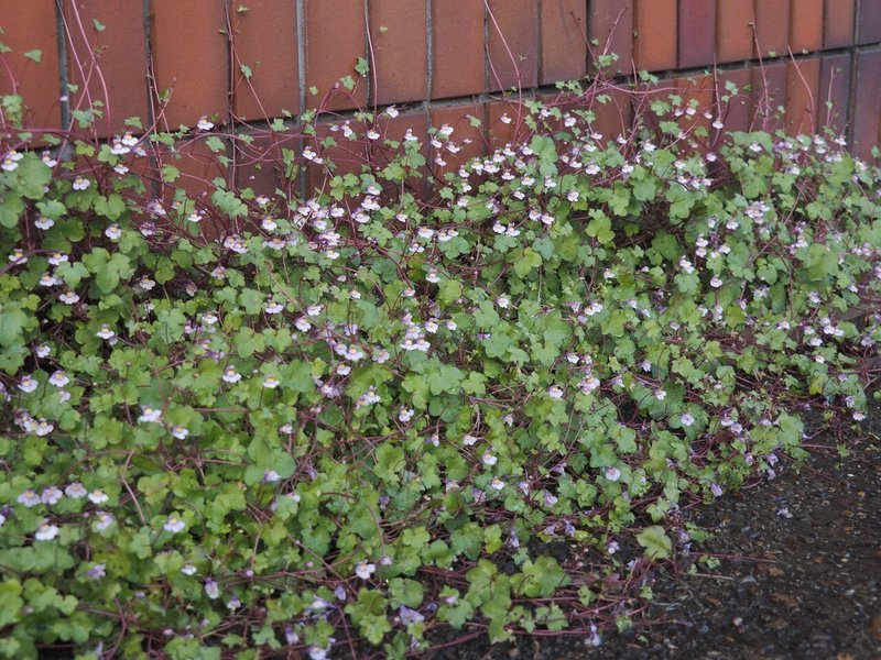 花図鑑 ツタバウンラン コマツナギ Note