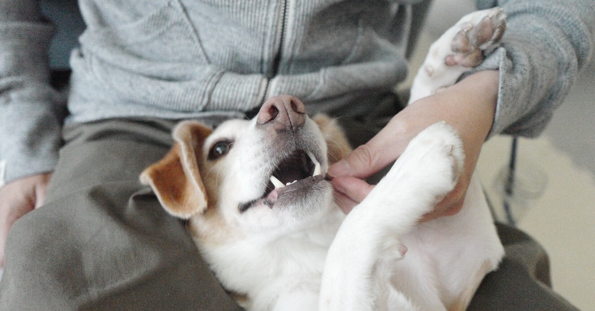 パンは粉もんにあらず 古賀史健 Note