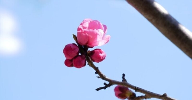 春の始まりは梅の花とギョウジャニンニク。
