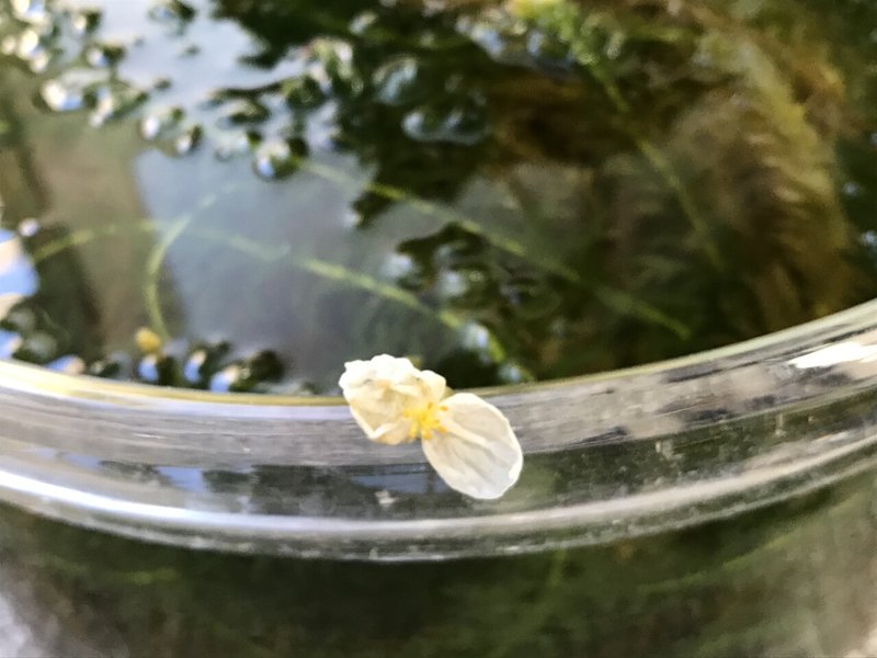 ポピー 続いてオオカナダモの花 なぎ Note ポピー 続いてオオカナダモの花 なぎ Note
