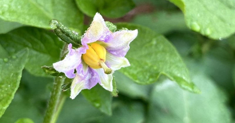 じゃがいもの花 の新着タグ記事一覧 Note つくる つながる とどける じゃがいもの花 の新着タグ記事一覧 Note つくる つながる とどける