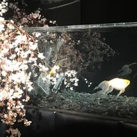おちこんだりもしたけれど 私はげんきです Ha Co Note