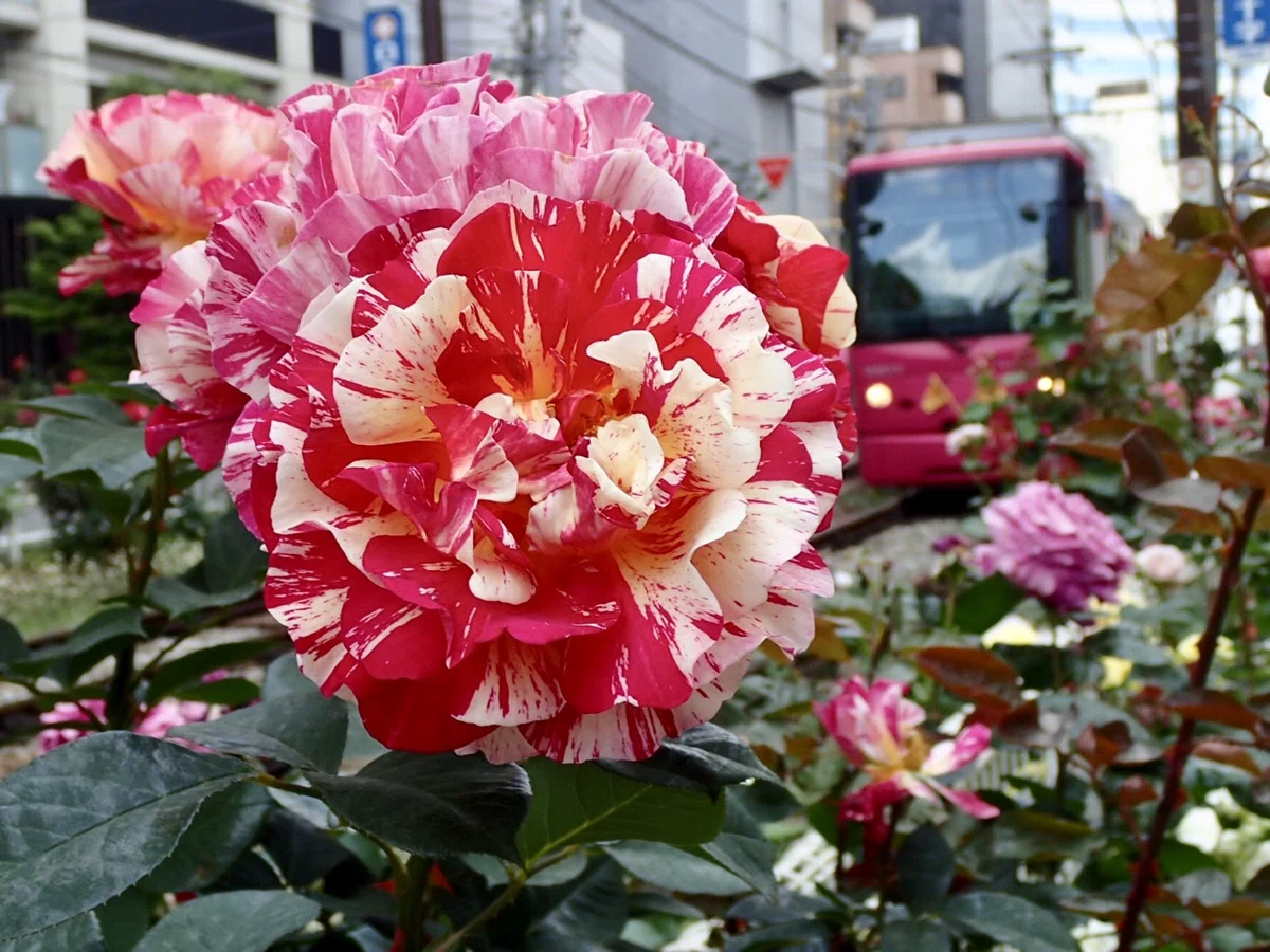 画像5