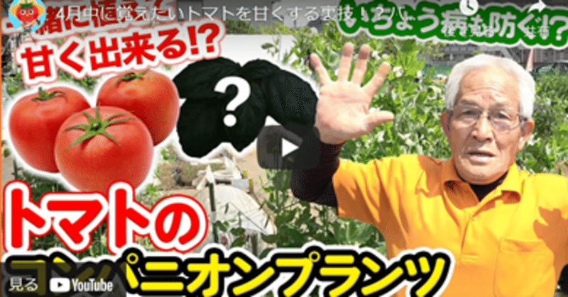 先人の知恵 甘いトマトを作る裏技 コンパニオンプランツって何 井上寅雄農園 井上隆太朗 Note