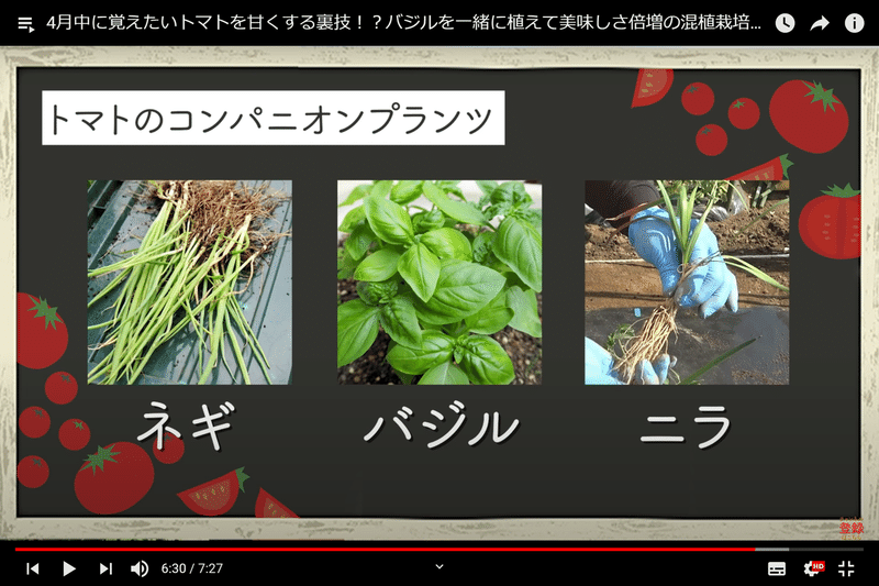 先人の知恵 甘いトマトを作る裏技 コンパニオンプランツって何 井上寅雄農園 井上隆太朗 Note