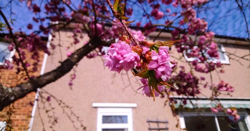 イギリスに咲く日本の花よ ひかる イギリス在住webライター Note