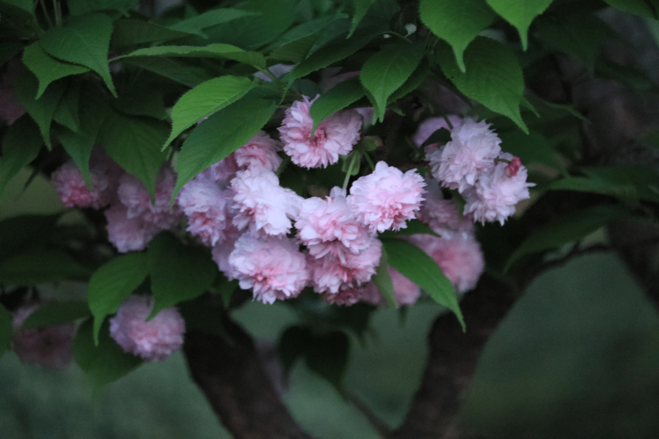 兼六園菊桜 Fumie Note 兼六園菊桜 Fumie Note