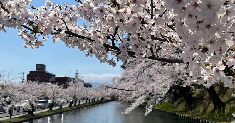 青森にキテます、弘前は桜が満開！