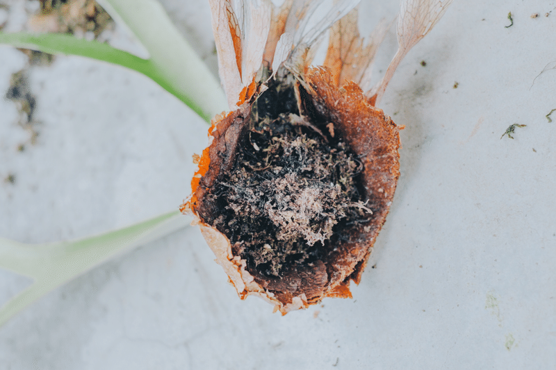 ビカクシダ コウモリラン の板付を作りました 鈴木 潤一 Lonz Note