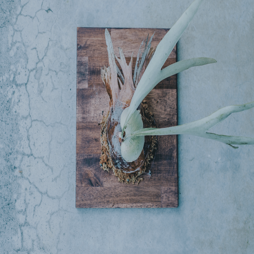 ビカクシダ（コウモリラン）の板付を作りました。｜鈴木 潤一 / LONZ