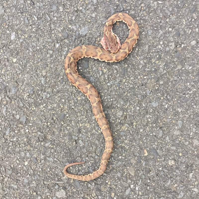 生き物の轢死体を悼む会 17 09 Tkskkd Note 生き物の轢死体を悼む会 17 09 Tkskkd Note