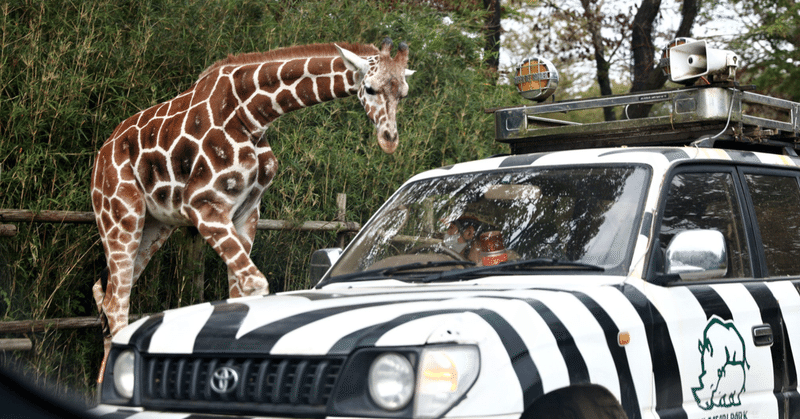 子連れ静岡旅行記 ついに富士サファリパーク ママ社長 島袋尚美の日々のつぶやき 時々叫び Note
