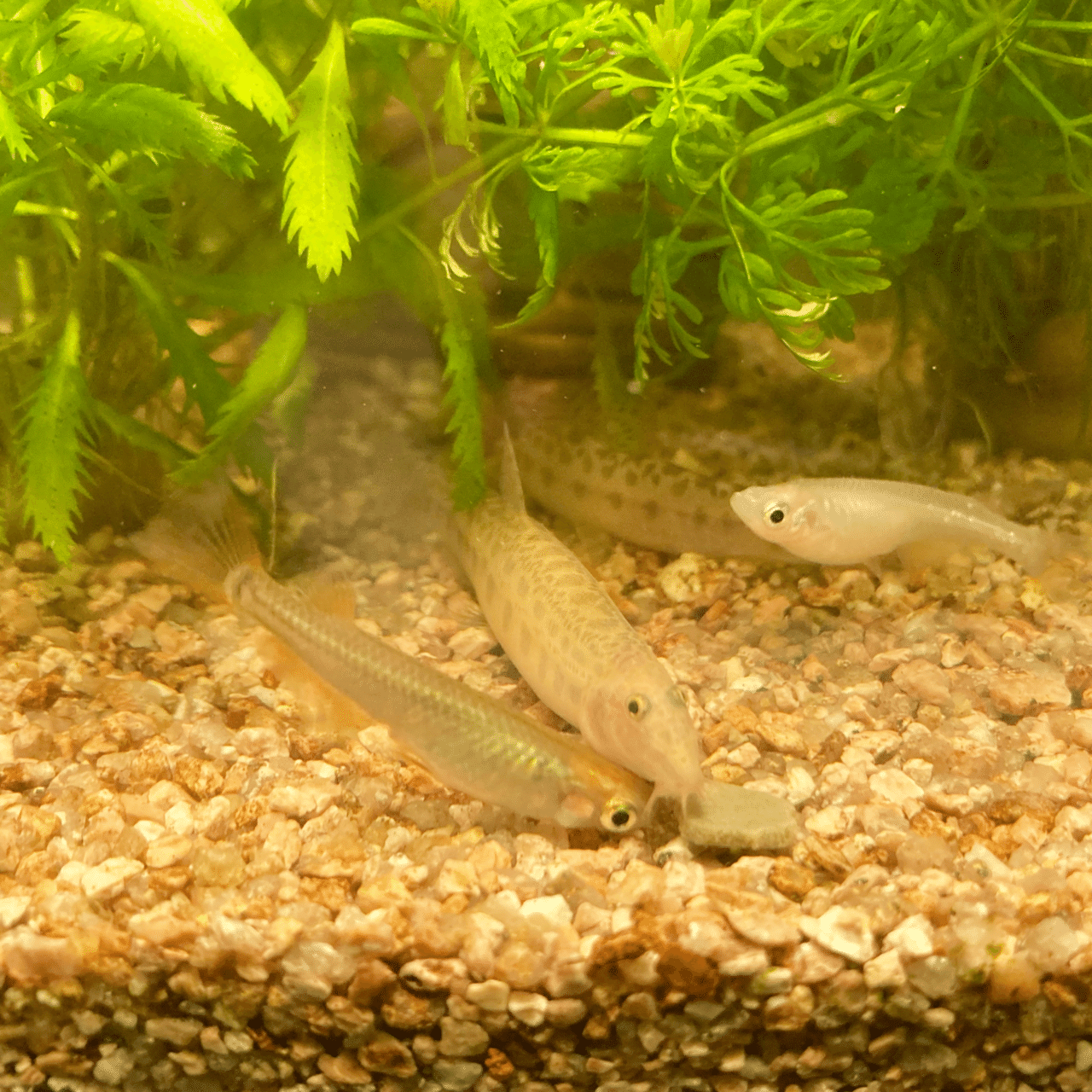 水槽日記 こらこらメダカ君 それはドジョウ君のご飯だよ ゆっくり食べさせてあげて Kondo The Bookmarcs Note 水槽日記 こらこらメダカ君 それはドジョウ君のご飯だよ ゆっくり食べさせてあげて Kondo The Bookmarcs Note