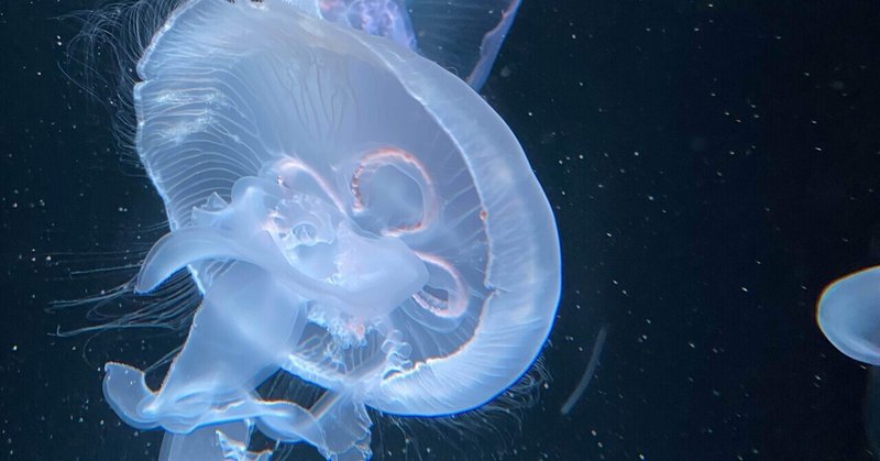 心理学コラム クラゲ パワースポットと心理学 Note