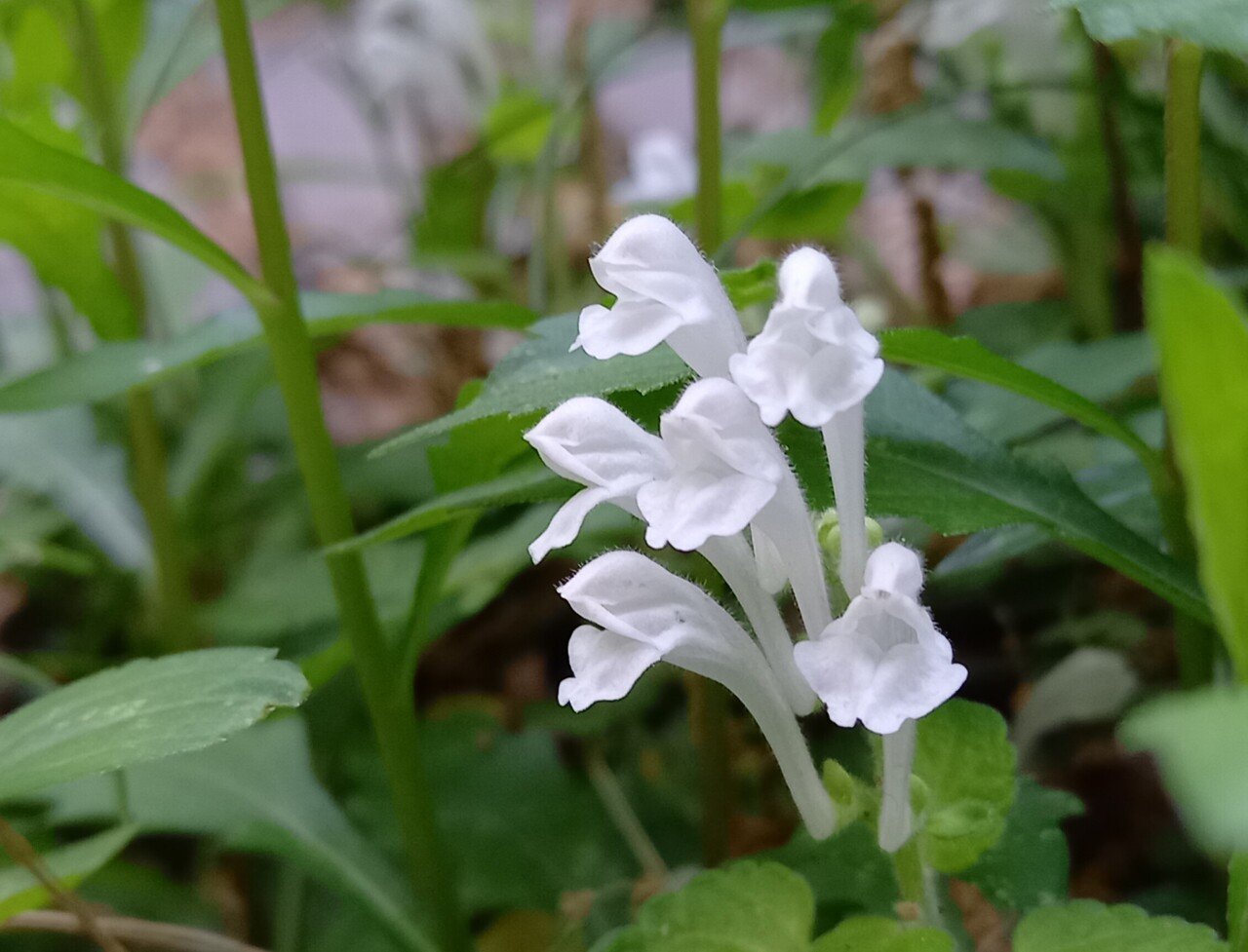 お初にお目にかかります 可憐な花たち 柘榴 Note