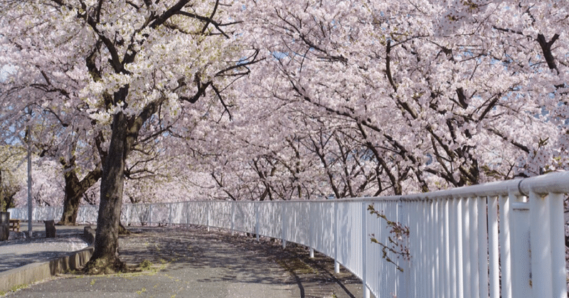 桜の季節