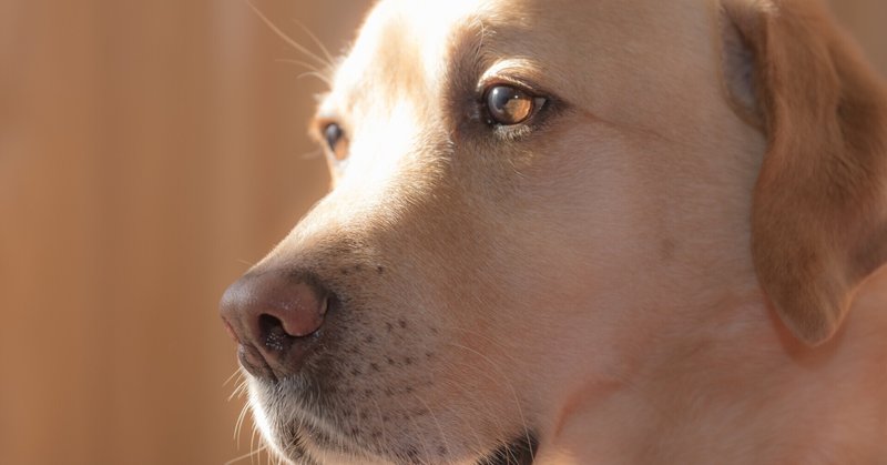 ペットのおうちからペットの里親募集情報をスクレイピング 山口隆二 Note