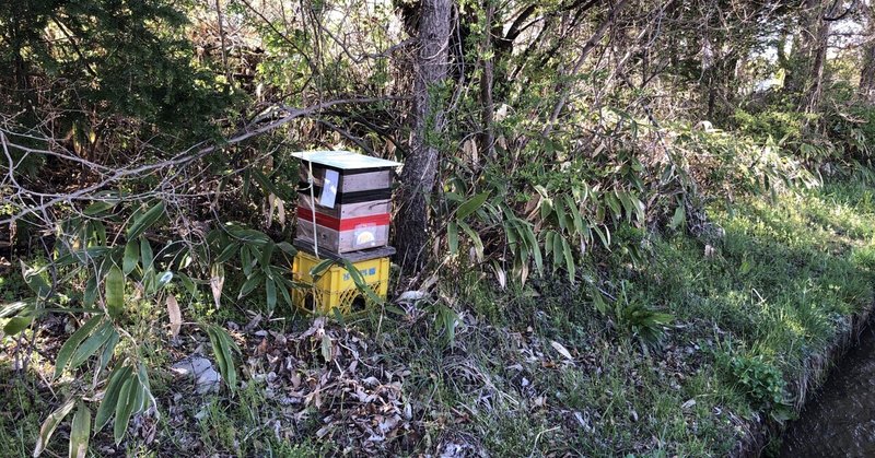 日本ミツバチ待ち箱設置