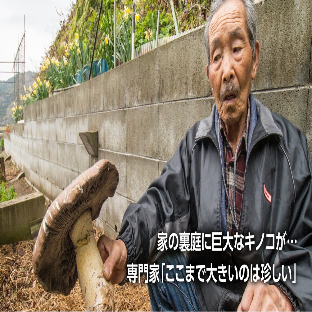 民家に巨大キノコ出現 石巻市大瓜 高橋さん方 正体はサケツバタケ 石巻days 石巻日日新聞社公式 Note