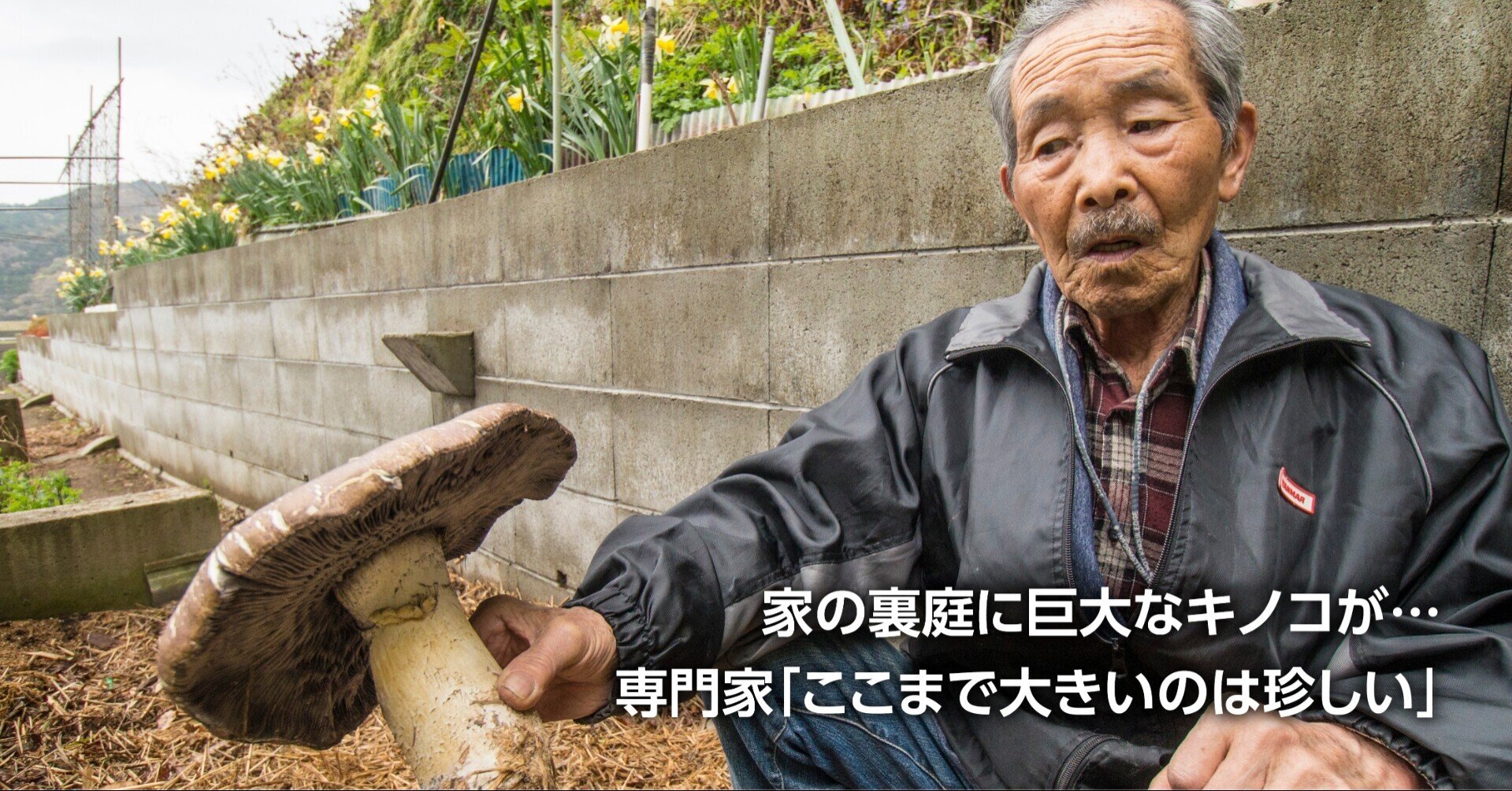 民家に巨大キノコ出現 石巻市大瓜 高橋さん方 正体はサケツバタケ 石巻days 石巻日日新聞社公式 Note 民家に巨大キノコ出現 石巻市大瓜 高橋さん方 正体はサケツバタケ 石巻days 石巻日日新聞社公式 Note