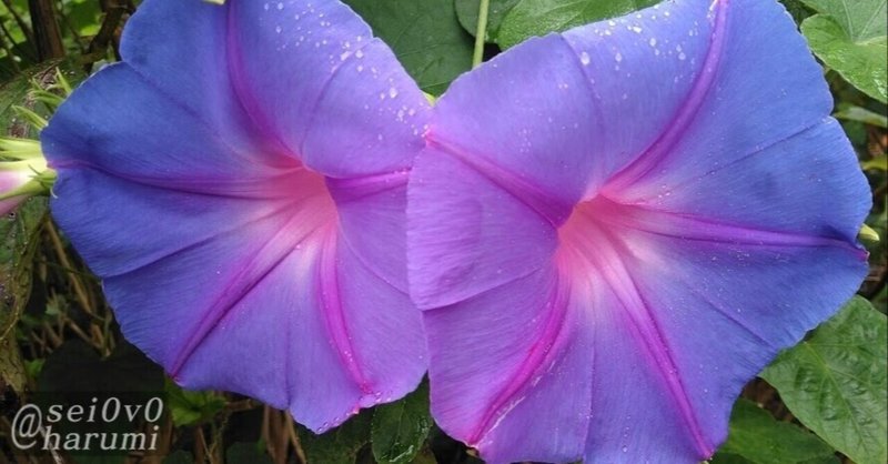 アから始まる花 の新着タグ記事一覧 Note つくる つながる とどける