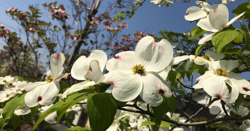 ハナミズキの花言葉 ま Note