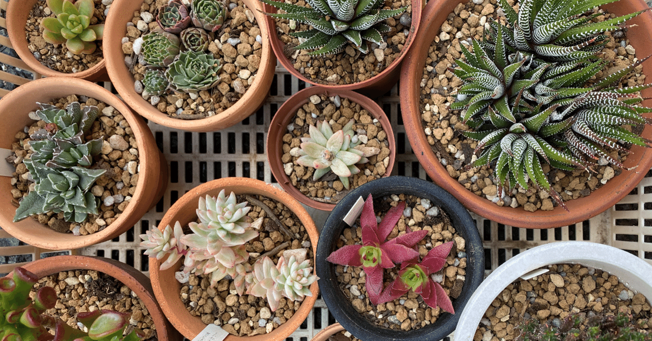 サボテンの植え替え21 ナナメ Note サボテンの植え替え21 ナナメ Note