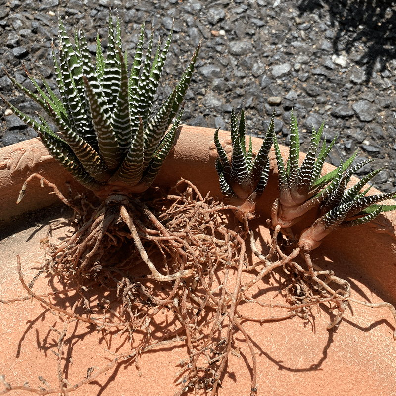 サボテンの植え替え21 ナナメ Note