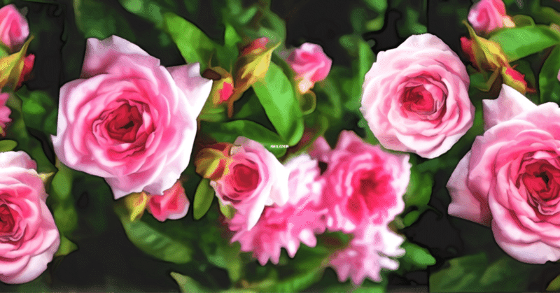 4月21日 誕生花は麝香薔薇 誕生花短歌 御子柴 流歌 Note