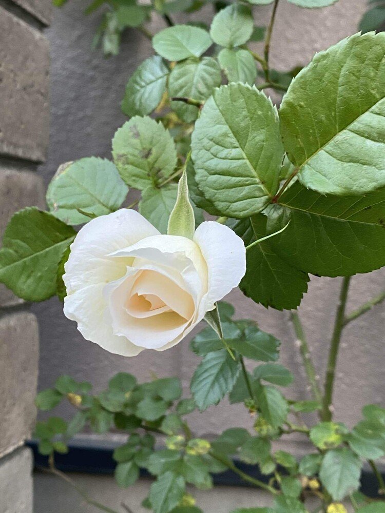 霊界通信、と私は思っている。美枝さんの薔薇と名付けた薔薇が開花。例年より1ヶ月以上早い。