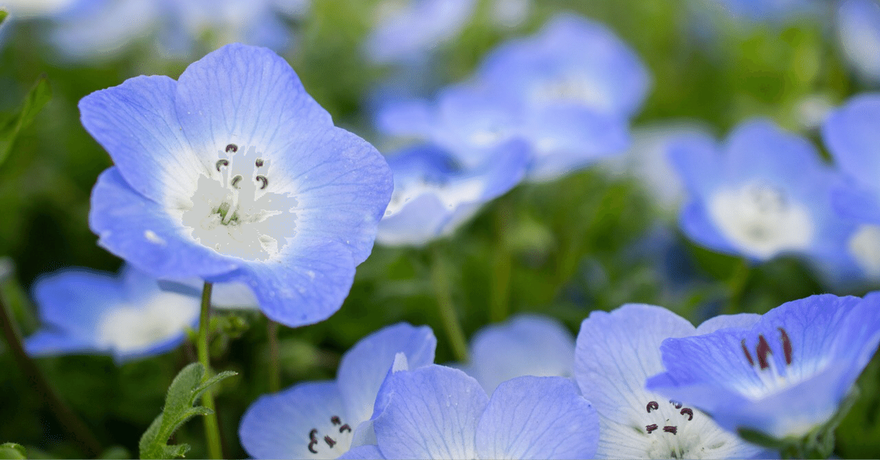 ポジティブで前向きな花 ネモフィラ 河村友紀 Note