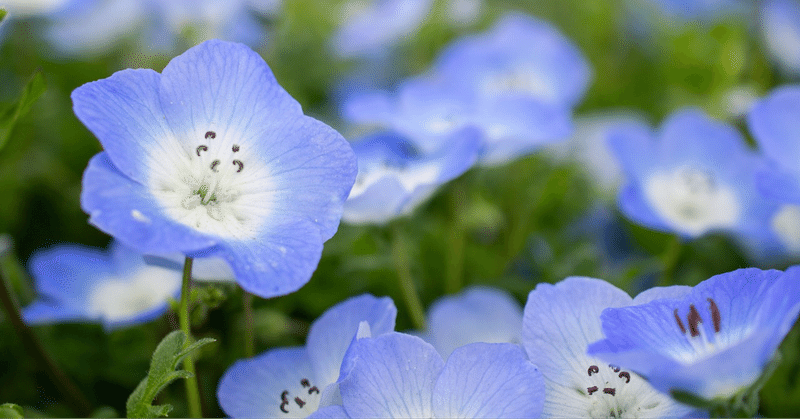 ポジティブで前向きな花 ネモフィラ 河村友紀 Note