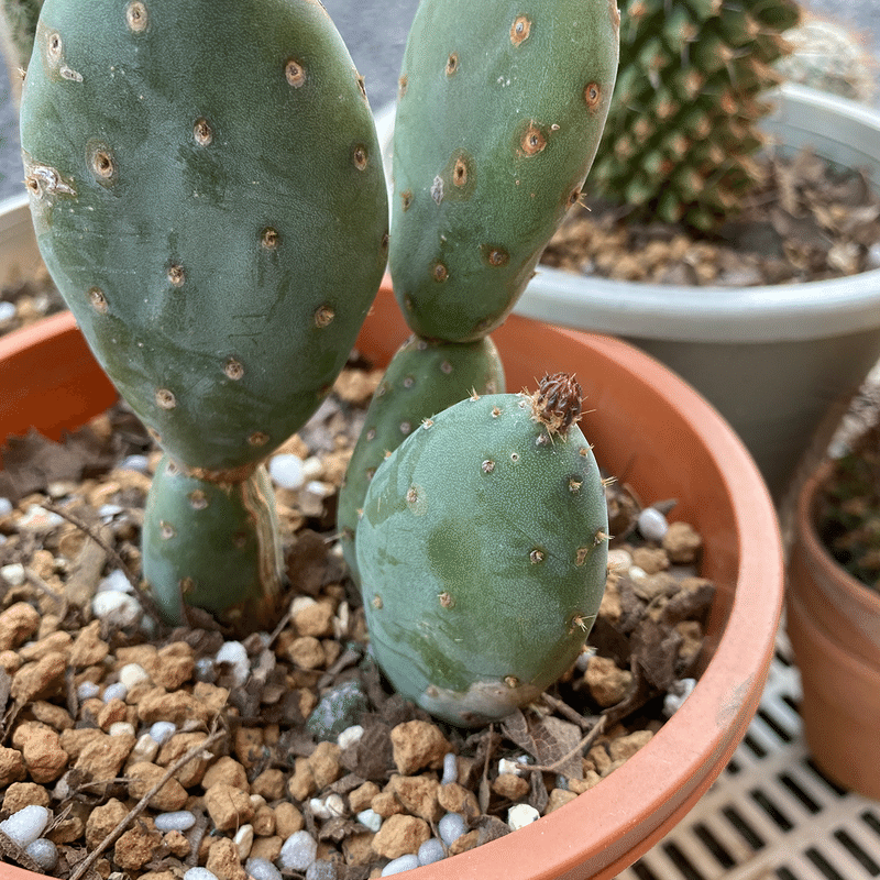 サボテンの植え替え21 ナナメ Note サボテンの植え替え21 ナナメ Note