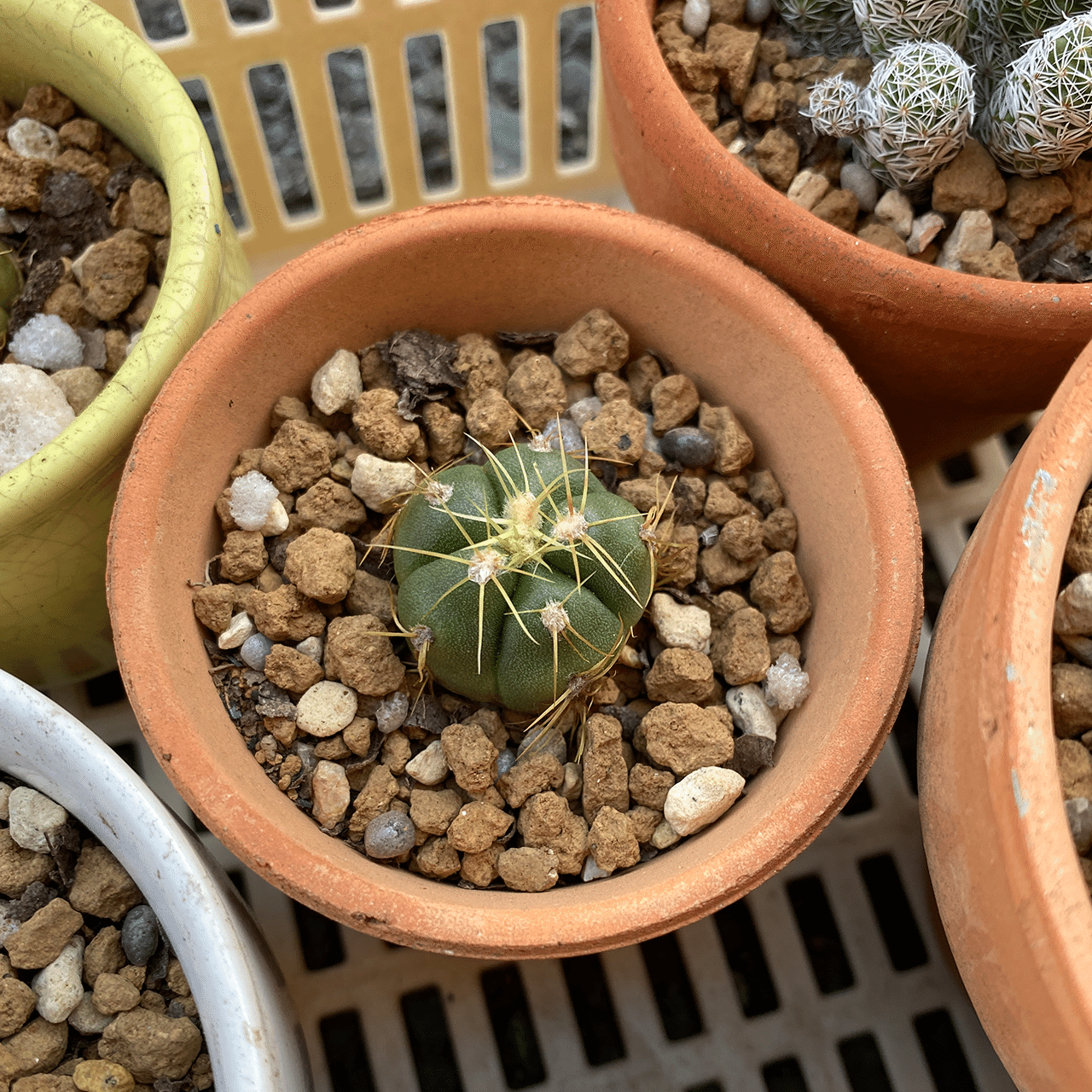 サボテンの植え替え21 ナナメ Note