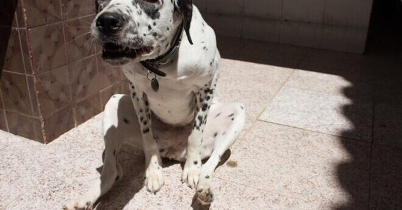 犬が急にお尻を床にずりずりと擦り付けているのはなぜ 日本生活環境支援協会 日本生活環境支援協会 Note 犬が急にお尻を床にずりずりと擦り付けているのはなぜ 日本生活環境支援協会 日本生活環境支援協会 Note