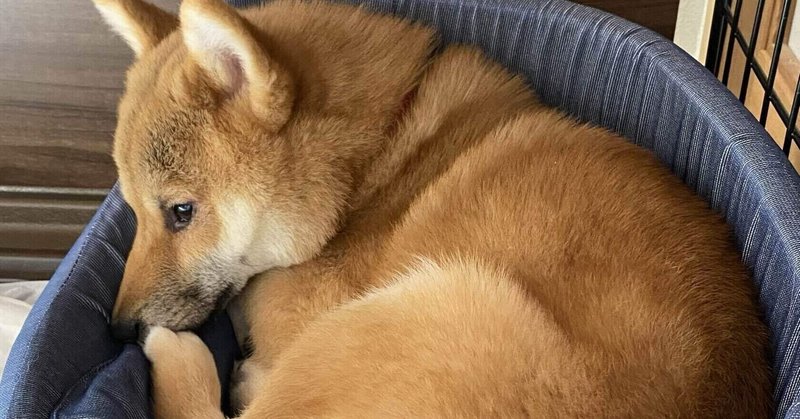 なぜアダルトチルドレンは幸せな結婚ができないのか まつこ 松本典子 Note