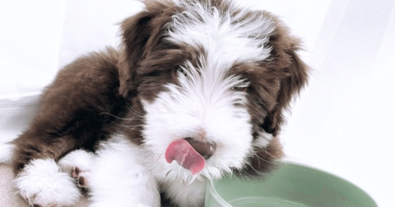 4 21 モップ犬 ロッティー Kgr Harmony Note 4 21 モップ犬 ロッティー Kgr Harmony Note