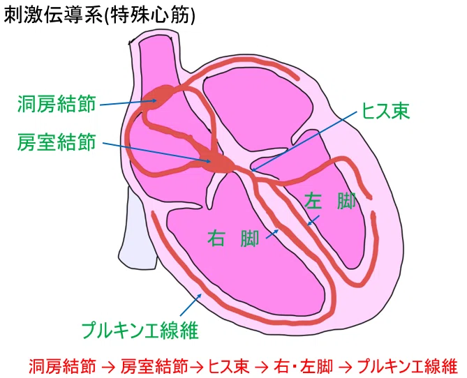 第3回 生理学 2021.4.20｜ひろ先生