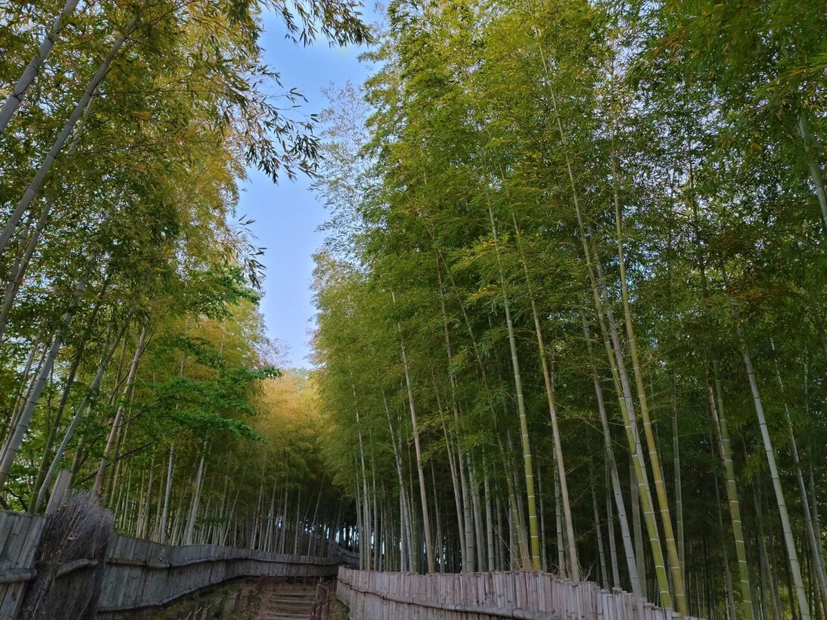 画像8