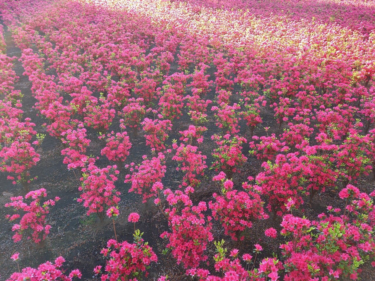 散策中に遭遇したツツジ畑 まだ背丈も低く可愛いツツジたちでした 花言葉は 節度 慎み 赤のツツジ は 恋の喜び だそうです 柘榴 Note