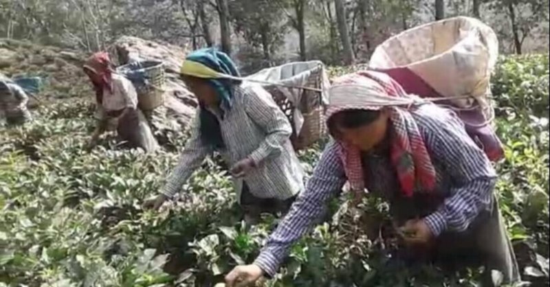 インド紅茶 三大産地のクオリティーシーズン Yuriko インド紅茶を通じて清寂な心を養う Note インド紅茶 三大産地のクオリティーシーズン Yuriko インド紅茶を通じて清寂な心を養う Note