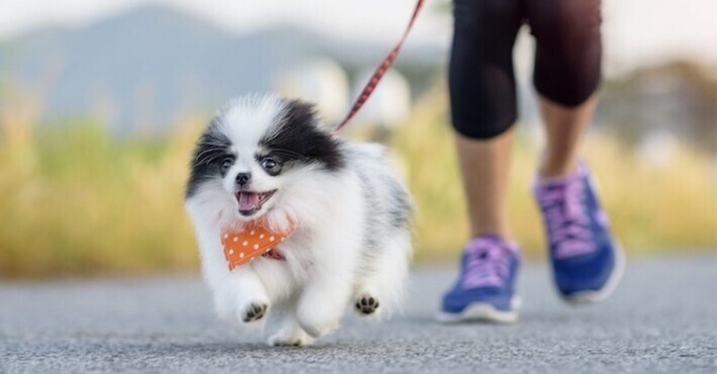 犬を散歩させないとどうなる 愛犬に起こる影響とは 日本生活環境支援協会 日本生活環境支援協会 Note