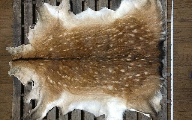 ハンドメイド記録】鹿の子模様がうつくしい夏毛のシカ-毛皮なめしNo.2  
