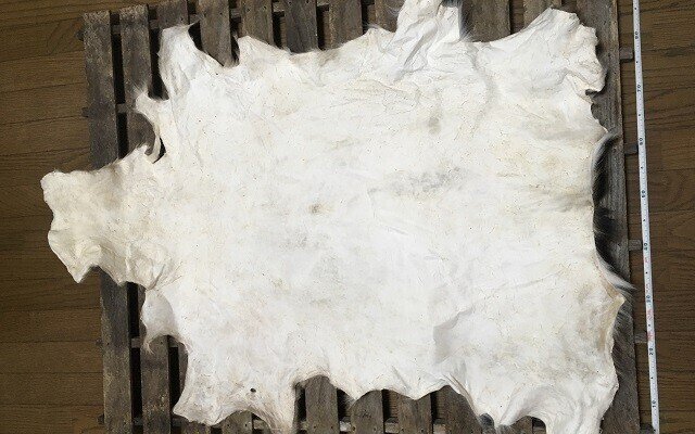 ハンドメイド記録】鹿の子模様がうつくしい夏毛のシカ-毛皮なめしNo.2