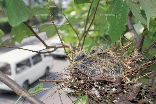 第1561回 野鳥の工夫した営巣｜翆野 大地