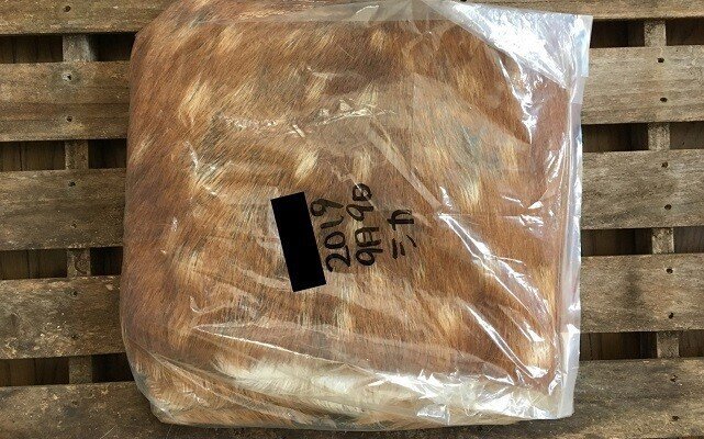 ハンドメイド記録】鹿の子模様がうつくしい夏毛のシカ-毛皮なめしNo.2